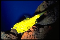 : Lactoria cornuta; Longhorned Cowfish