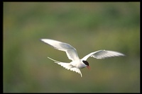 : Sterna paradisaea; Arctic Tern