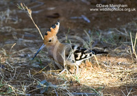 : Upupa africana; African Hoopoe