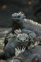 : Amblyrhynchus cristatus cristatus; Marine iguana