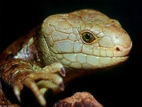 : Corucia zebrata; Prehensile-Tailed Skink