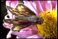 : Hylephila phyleus; Fiery Skipper