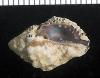 : Morula margariticola