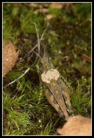 : Tetrix ceperoi