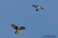 Chinese Goshawk Scientific name - Accipiter soloensis