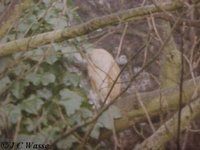 Barn Owl Tyto alba