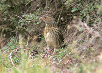 Prunella rubeculoides Robin Accentor 鴝岩鷚 119-028