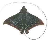 Whitespotted Eagle Ray - Aetobatus narinari