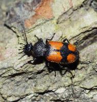 Panagaeus cruxmajor