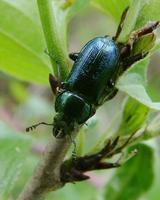 Platycerus caraboides