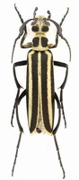 Epicauta atrivittata