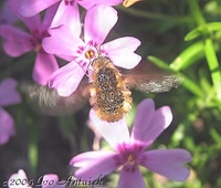 Bombylius major - Greater Bee Fly