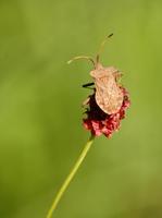 Coreus marginatus