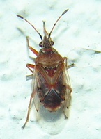 Kleidocerys resedae
