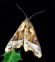 Phlogophora meticulosa - Angle Shades