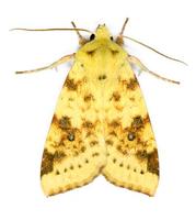 Xanthia icteritia - The Sallow