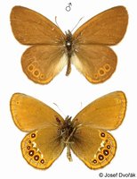 Coenonympha hero - Scarce Heath