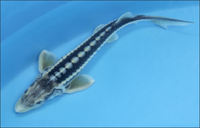 Diamond  Sturgeon