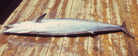 Acanthocybium solandri, Wahoo: fisheries, gamefish