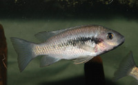 Sarotherodon lohbergeri, Keppi: