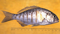 Amphistichus argenteus, Barred surfperch: fisheries, gamefish