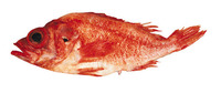 Sebastes diploproa, Splitnose rockfish: fisheries