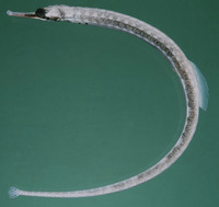 Corythoichthys haematopterus, Messmate pipefish: aquarium