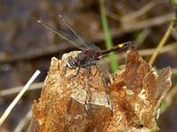 Leucorrhinia pectoralis - Large White-faced Darter