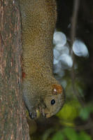 Image of: Callosciurus erythraeus (Pallas's squirrel)