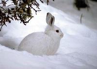 Image of: Lepus americanus (snowshoe hare)