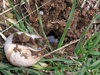 Eobania vermiculata - Chocolate-band Snail