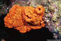 Agelas clathrodes