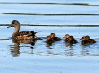 Anas americana - American Wigeon