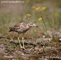 Burhinus oedicnemus - Stone Curlew