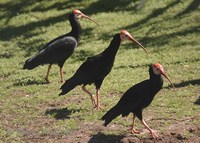 Geronticus calvus - Bald Ibis