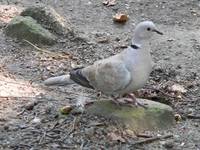 Streptopelia decaocto - Collared Dove