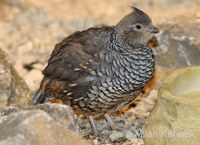 Callipepla squamata - Scaled Quail