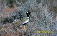 Afrotis afraoides - White-quilled Bustard