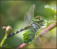 Image of: Erythemis simplicicollis