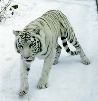 Panthera tigris tigris - Bengal Tiger