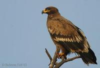 Image of: Aquila pomarina (lesser spotted eagle)