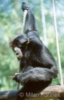 Hylobates syndactylus - Siamang