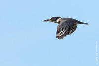 Image of: Megaceryle alcyon (belted kingfisher)