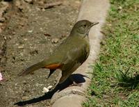 Image of: Turdus rufiventris (rufous-bellied thrush)