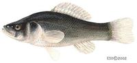 Image of: Aphredoderus sayanus (pirate perch)