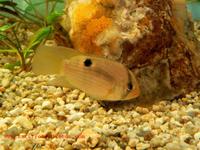 Cleithracara maronii - Keyhole Cichlid