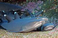 Image of: Triaenodon obesus (whitetip reef shark)