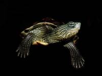 Ocadia sinensis - Chinese Stripe-necked Turtle