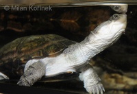 Pelomedusa subrufa - African Helmeted Turtle