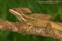 Basiliscus vittatus - Brown Basilisk